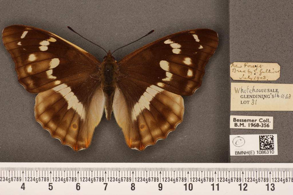 Apatura iris female (aberration bred by Charles Gulliver 1903. BMNH) (Internet Image property of respective owner, non-commercial use only)